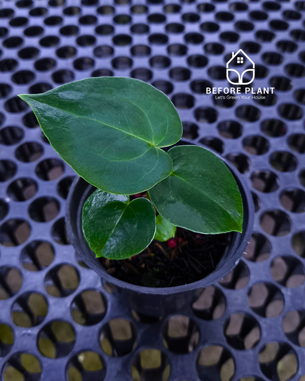 Anthurium Goliath x Michelle Pink