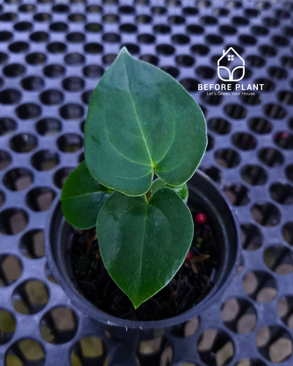 Anthurium Goliath x Michelle Pink