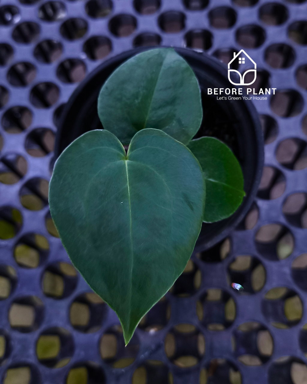 Anthurium Goliath x Michelle Pink