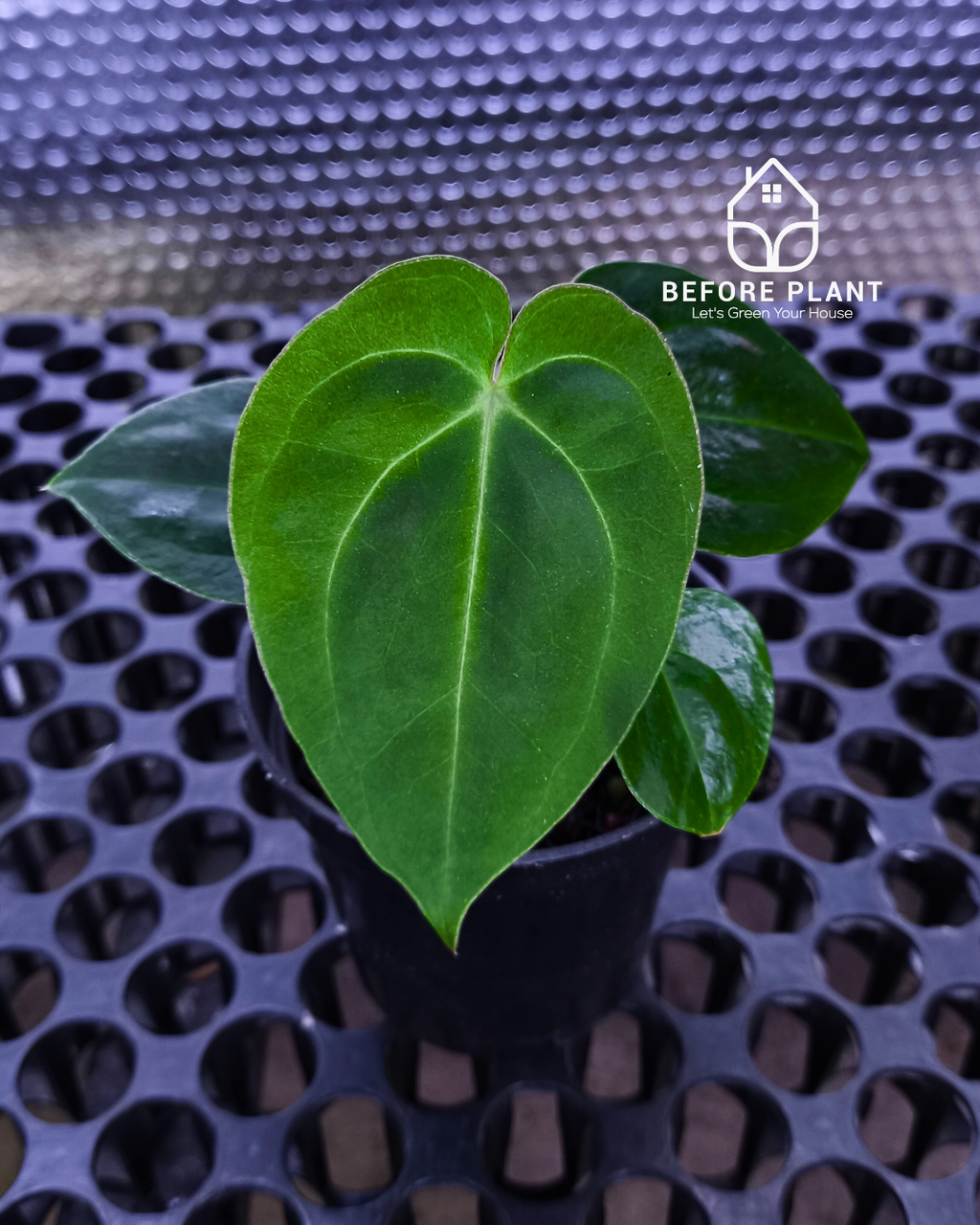 Anthurium Papillilaminum x Self