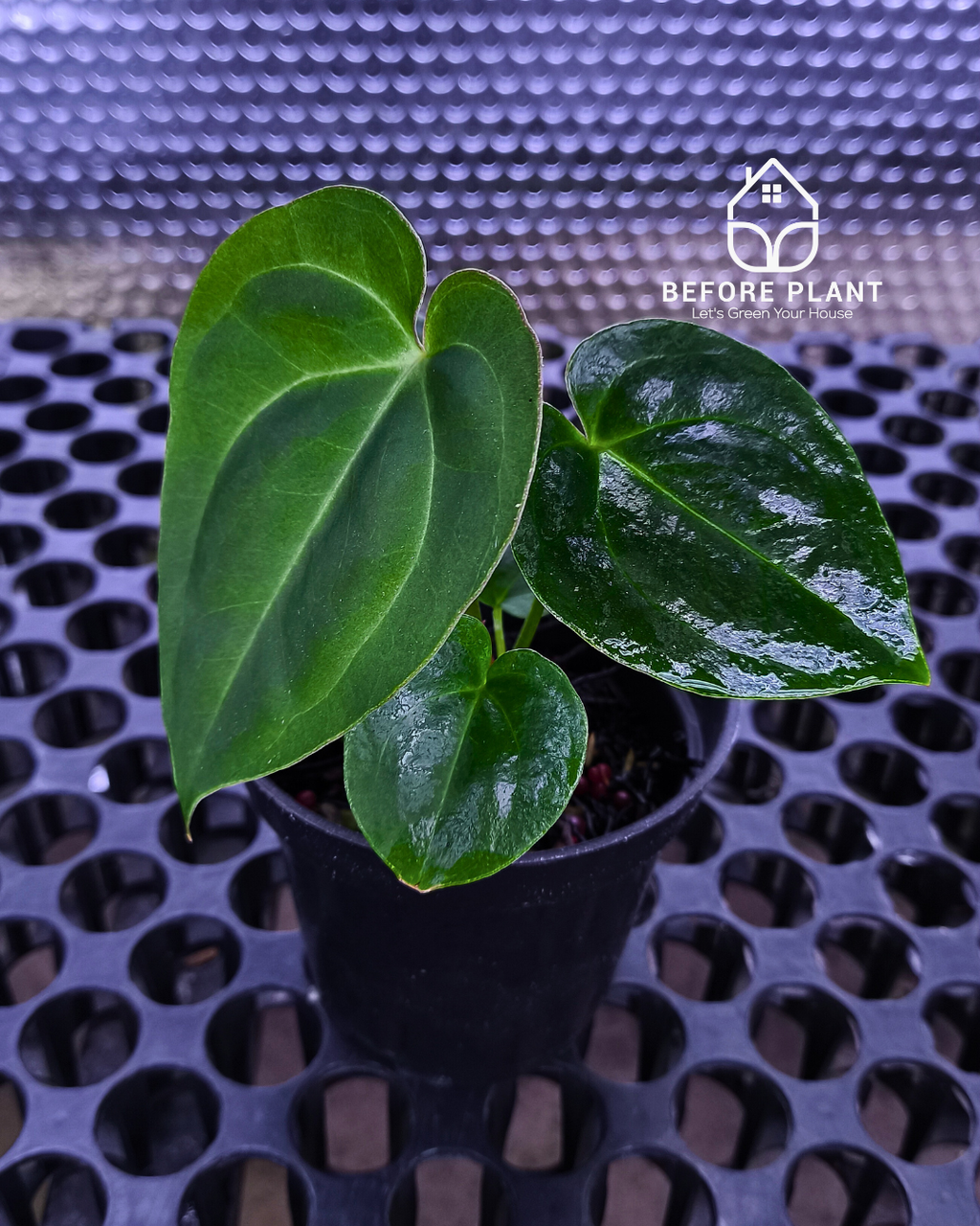 Anthurium Papillilaminum x Self
