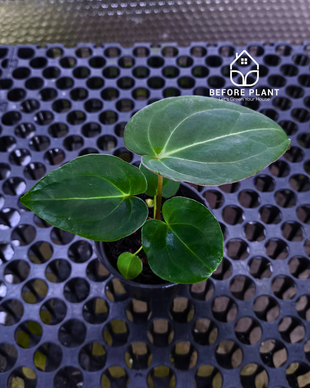 Anthurium Papillilaminum x Self