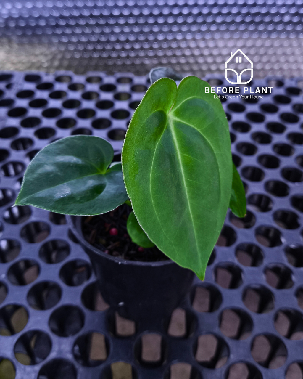 Anthurium Papillilaminum x Self