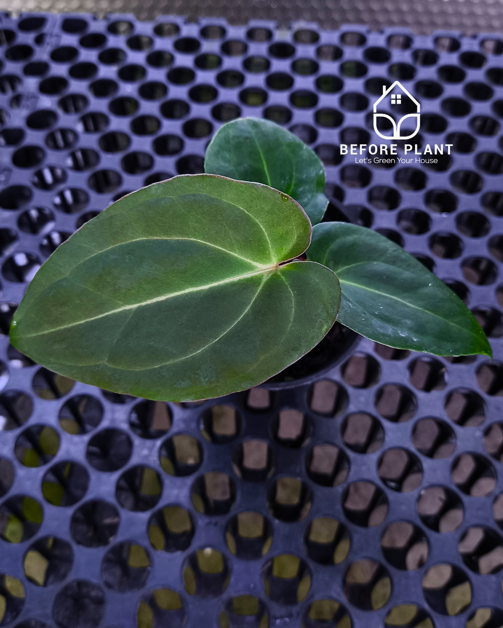 Anthurium Papillilaminum x Self