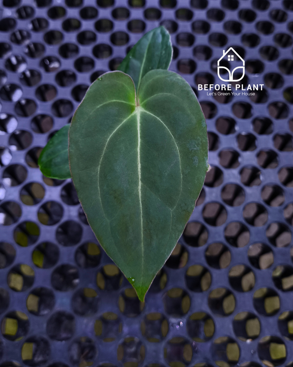 Anthurium Papillilaminum x Self