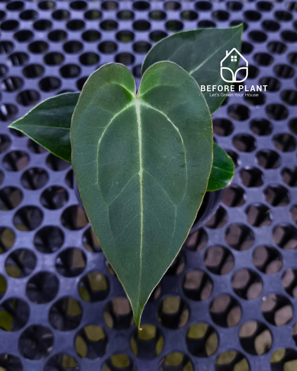 Anthurium Papillilaminum x Self
