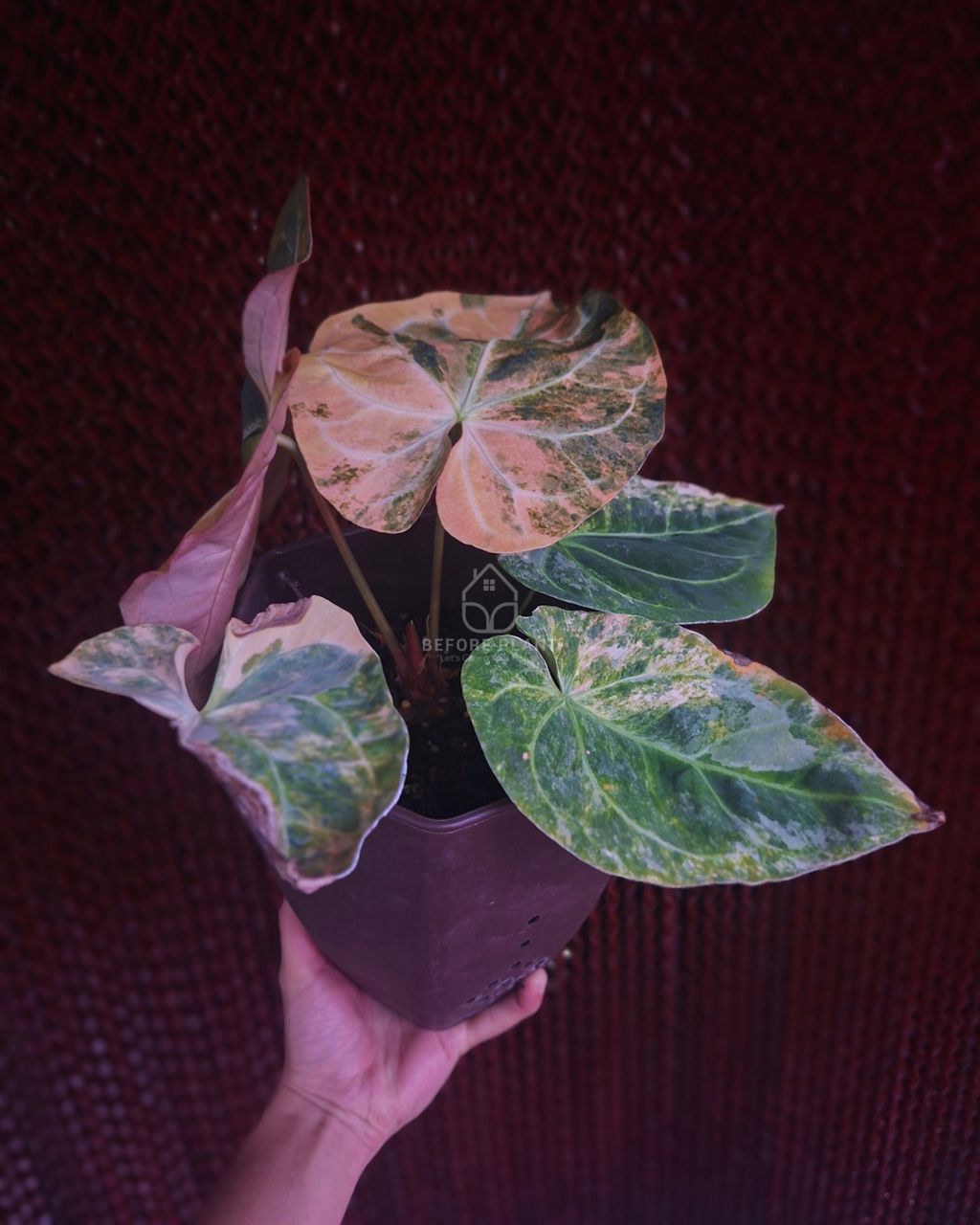 Anthurium Papi Pink x Blue Papi