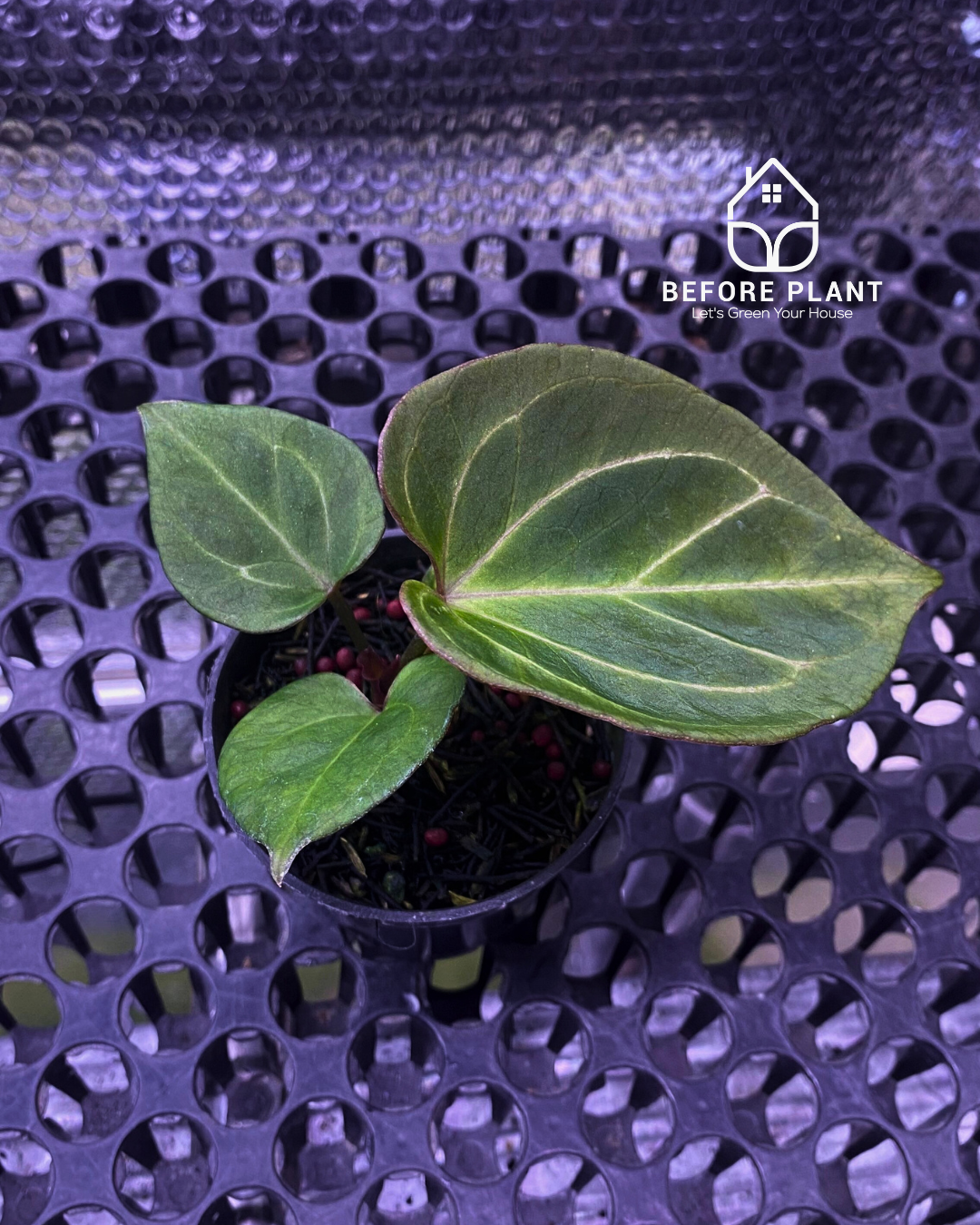 Anthurium King of Spades (HU) Seedling