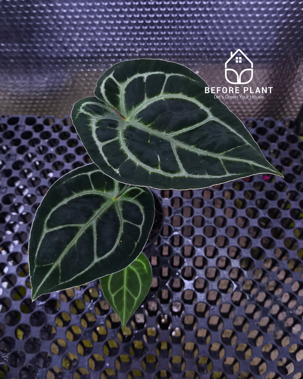Anthurium Panglima x King Of Spades ( KOS/HU )