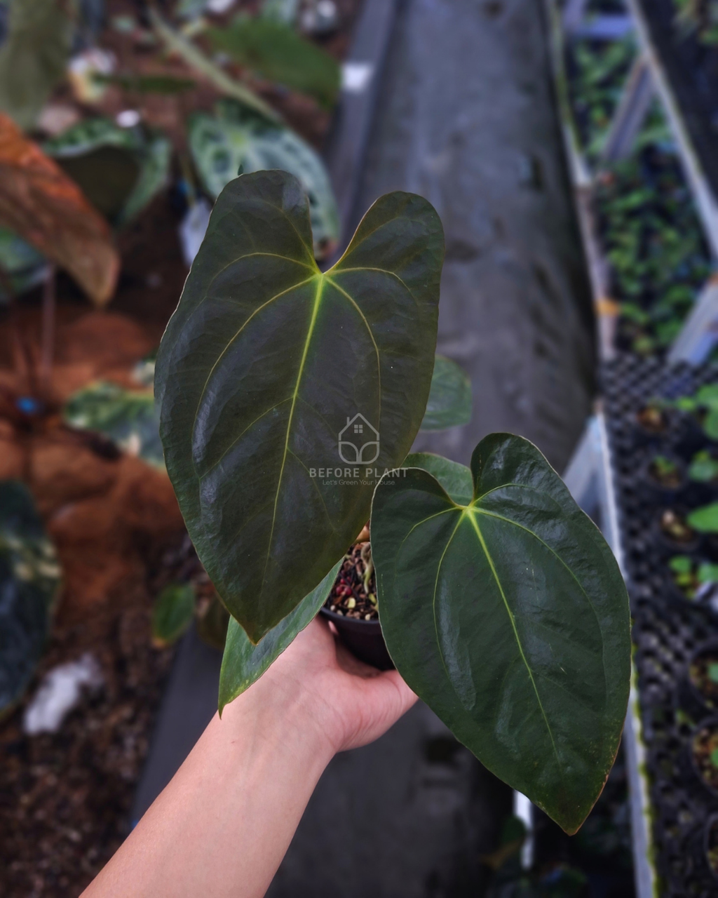 Anthurium Papi Var AOS Tezula x Self