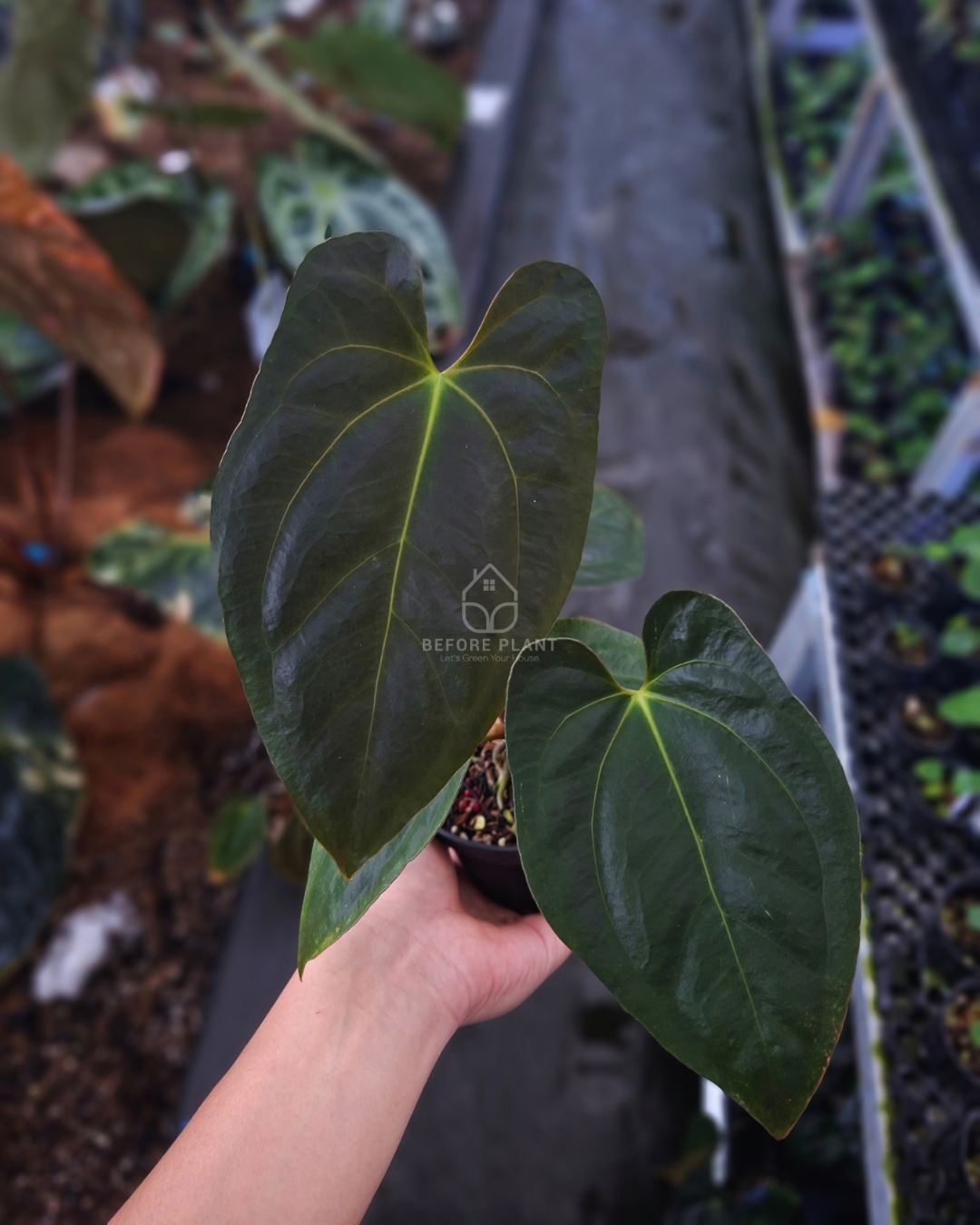 Anthurium Papi Var AOS Tezula x Self