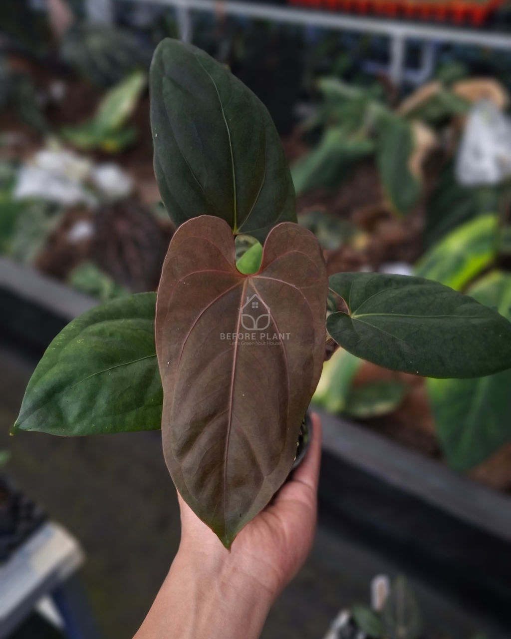 Anthurium Portillae x Dressleri