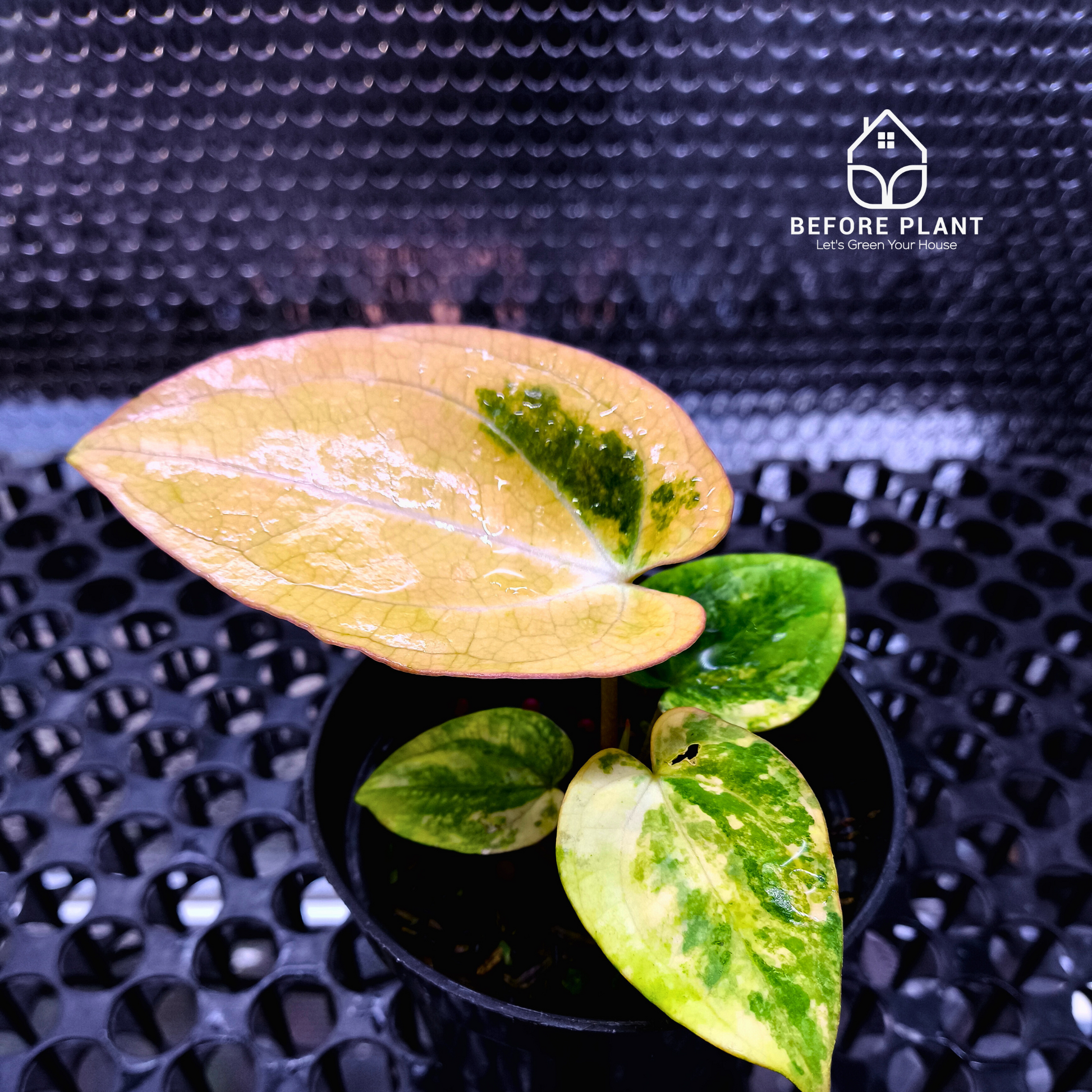 Anthurium Papi Variegated x Carla AU1