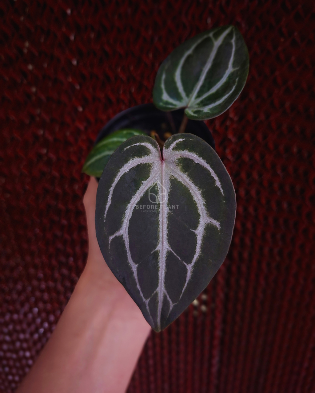 Anthurium SKG Pink Lemonade Black Widow Michelle x Red Tiger