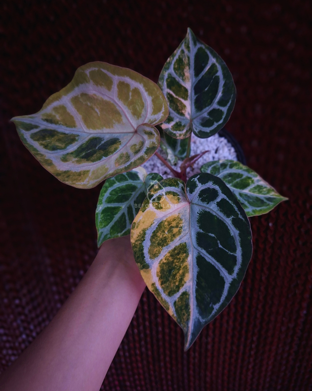 Anthurium Silver Chrome Var x Red Crystal Doc. Block