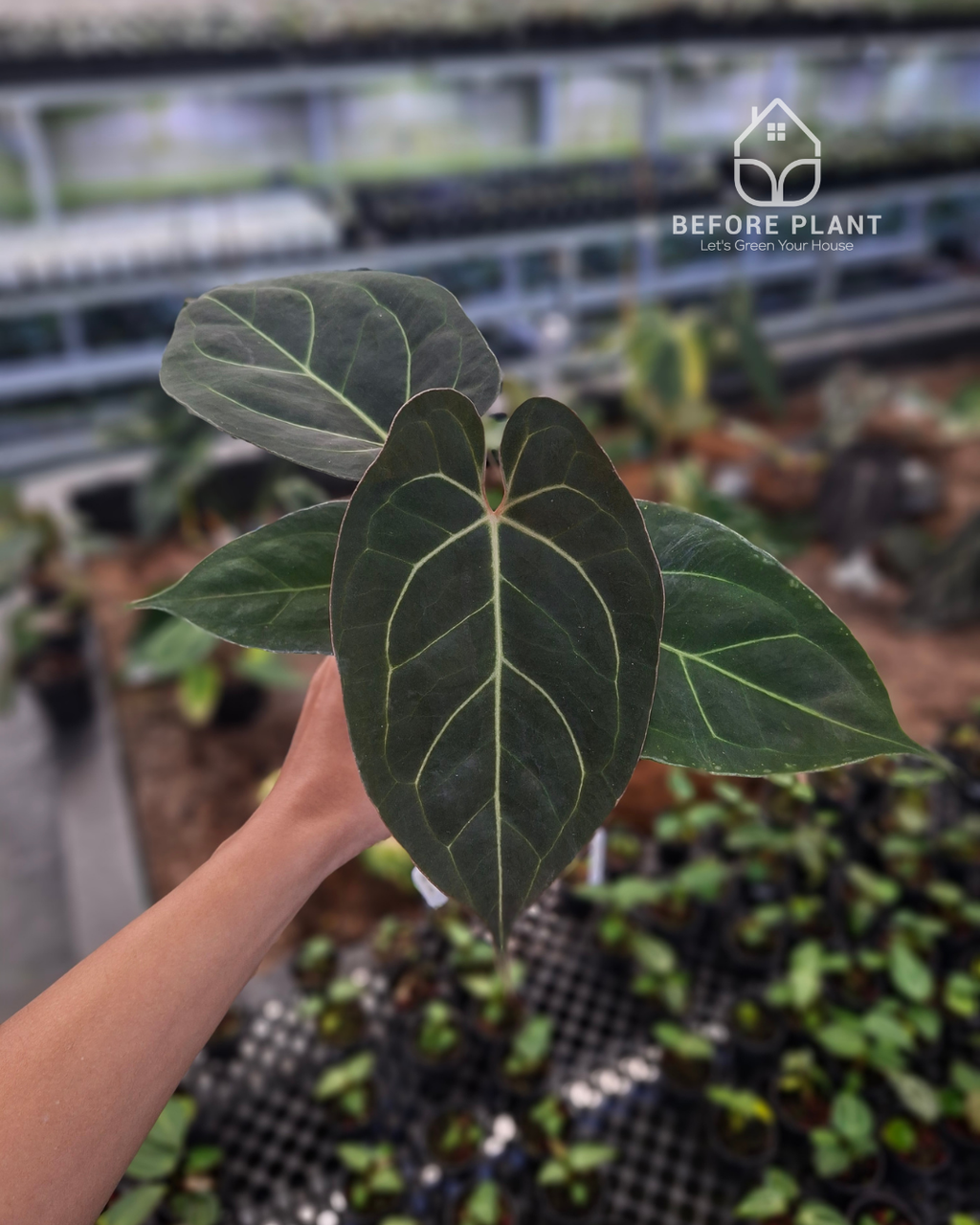 Anthurium Carla Blackiae x Portillae