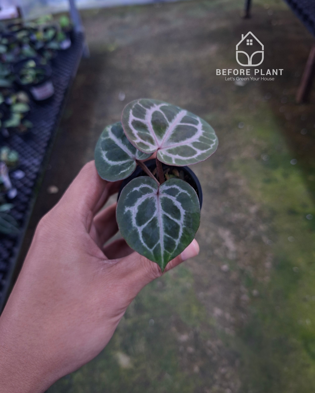 Anthurium Michelle x Silver Blush KOS/HU