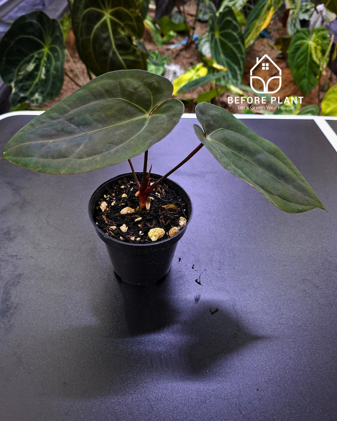 Anthurium Black Venom x Red Vein Dark Phoenix ( RVDP )