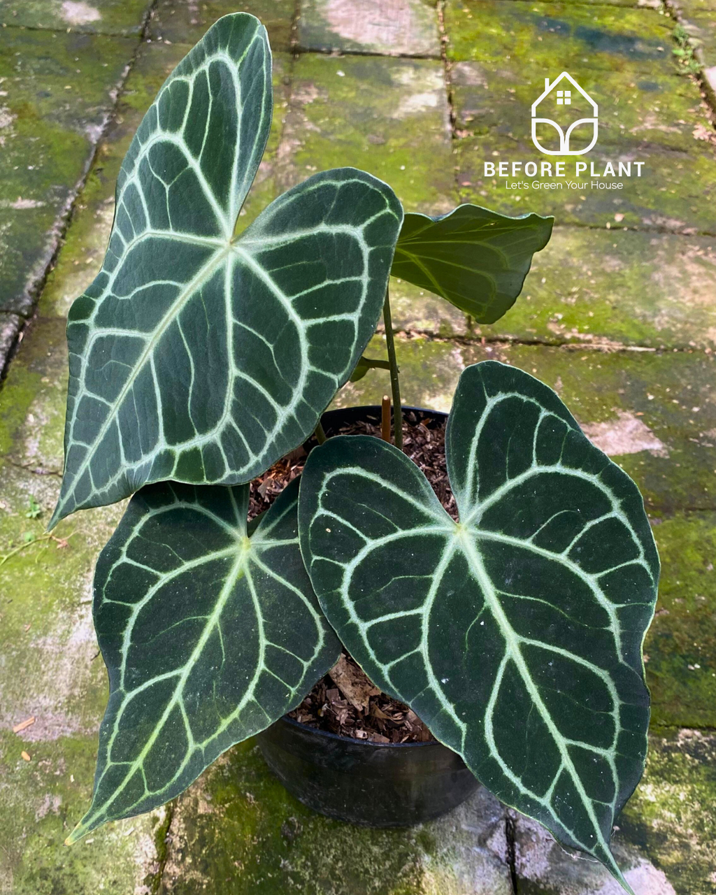 Anthurium Clarinervium