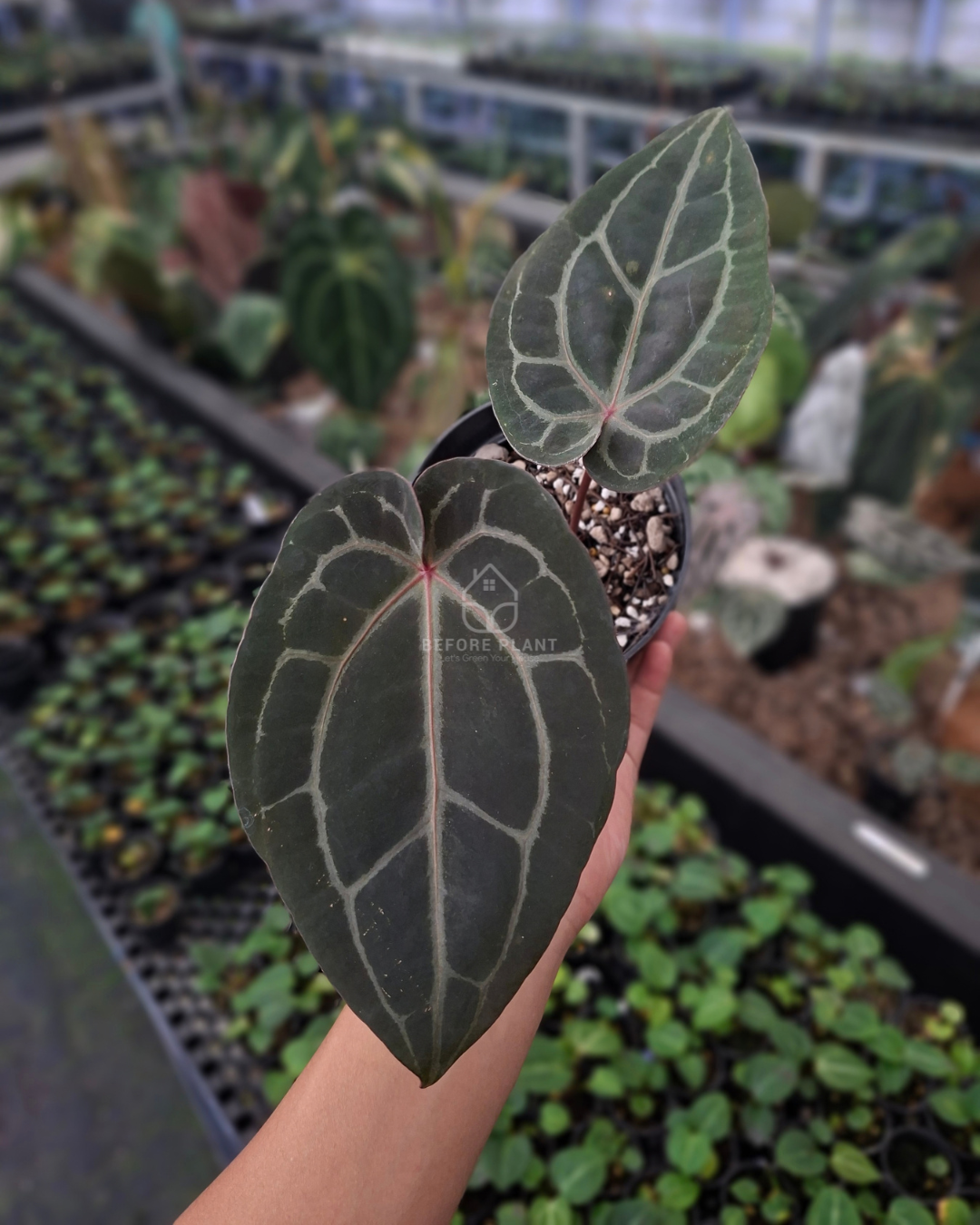 Anthurium Michelle X Indigo