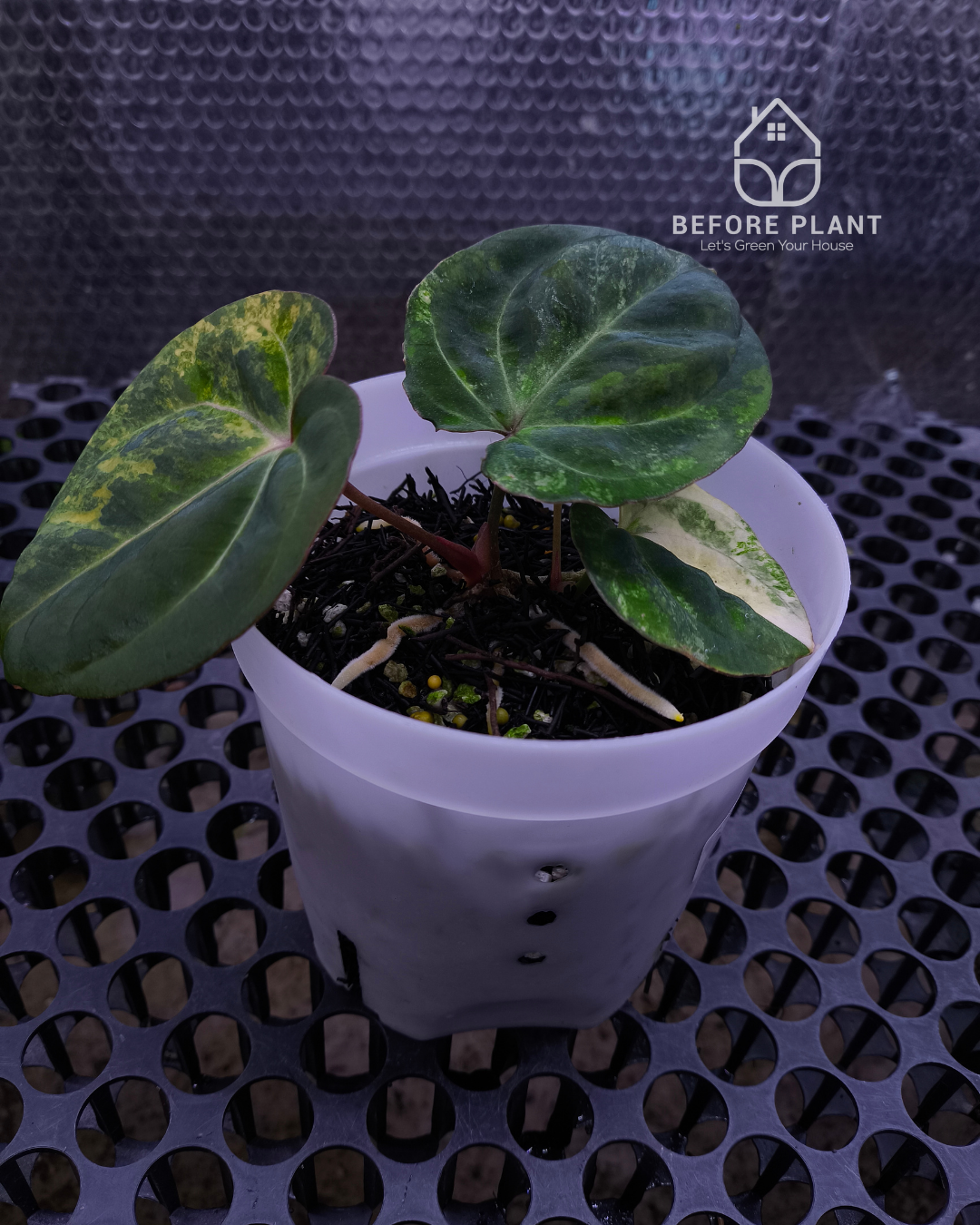 Anthurium Papillilaminum Variegated x Red Vein Dark Phoenix (RVDP)