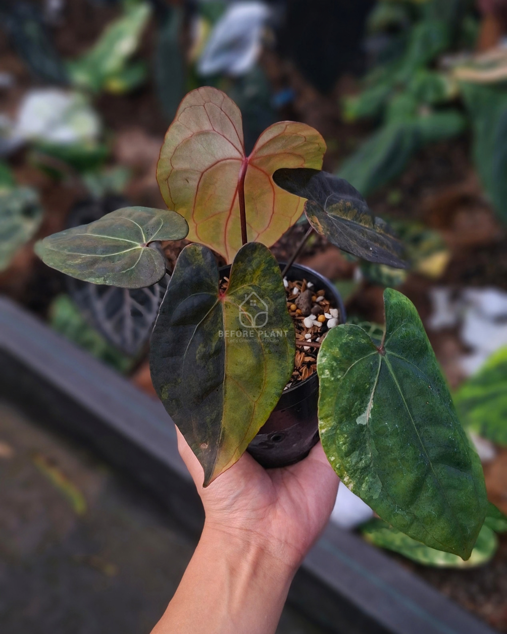 Anthurium Black Venom x Red Veid Dark Phoenix (RVDP)