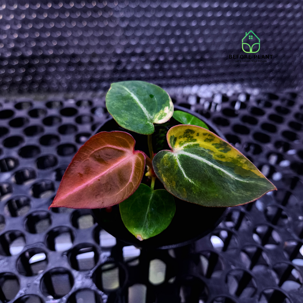 Anthurium Besseae x Michelle.