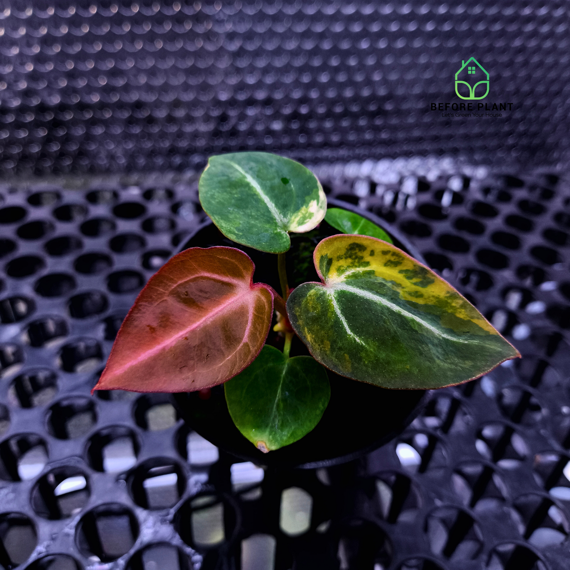 Anthurium Besseae x Michelle.