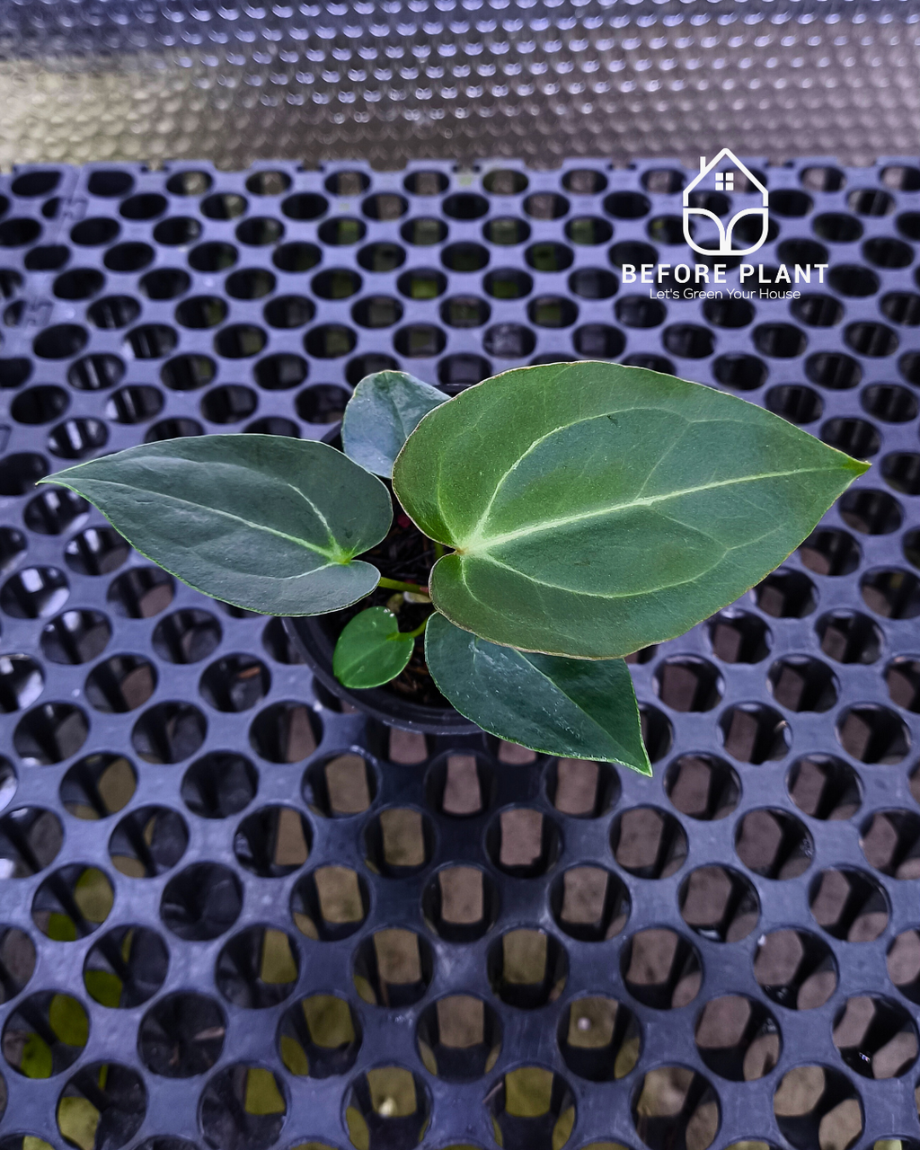 Anthurium Papillilaminum x Self
