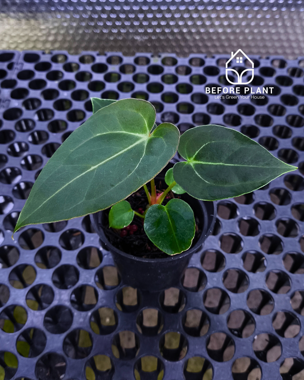 Anthurium Papillilaminum x Self