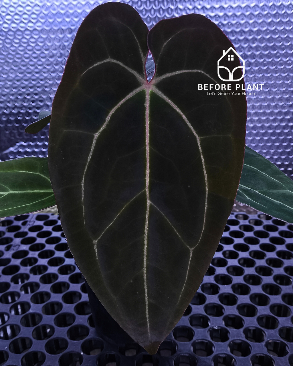 Anthurium Black Venom
