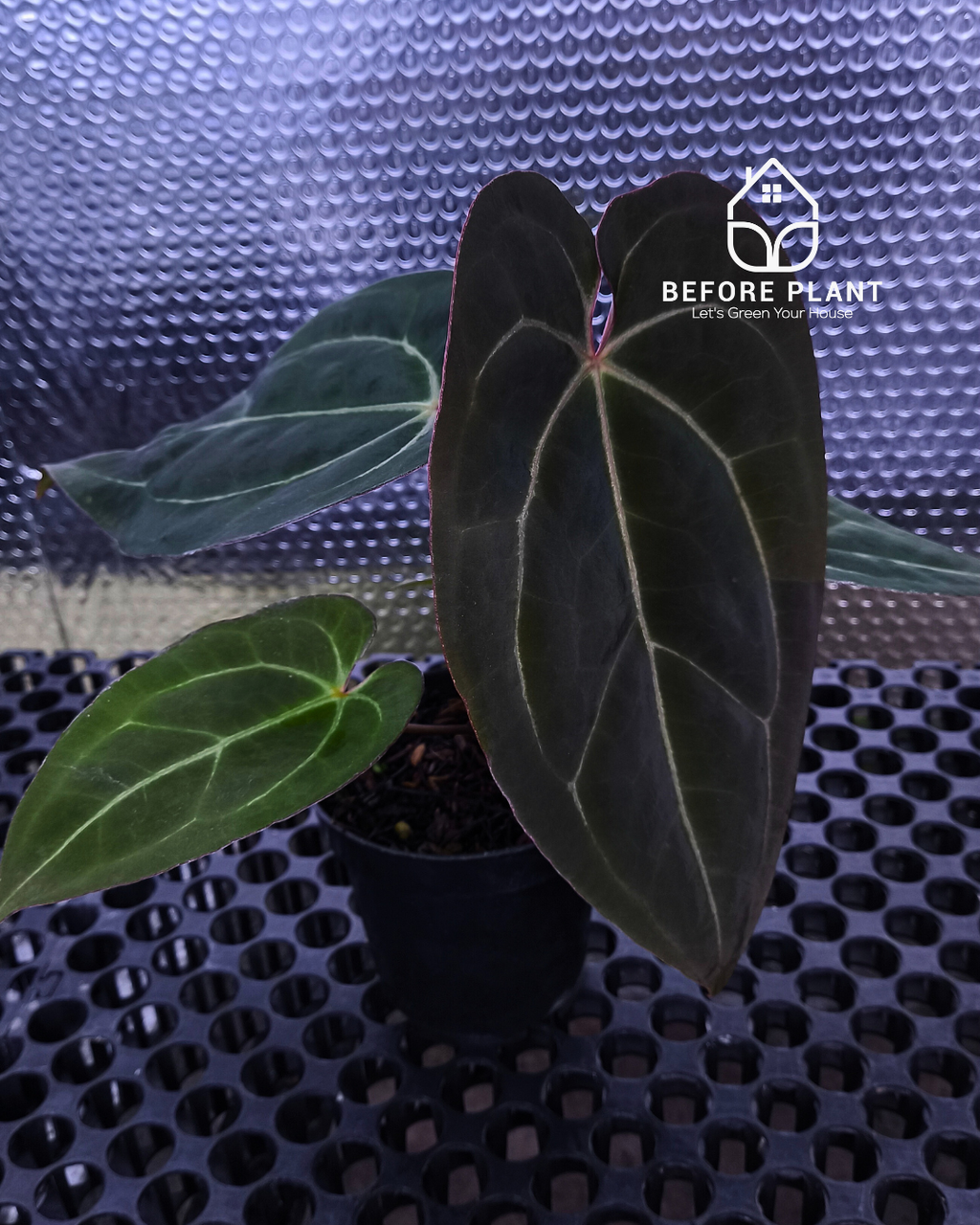 Anthurium Black Venom