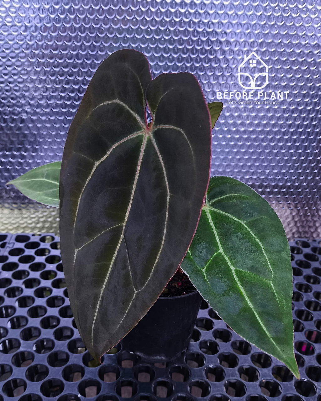 Anthurium Black Venom