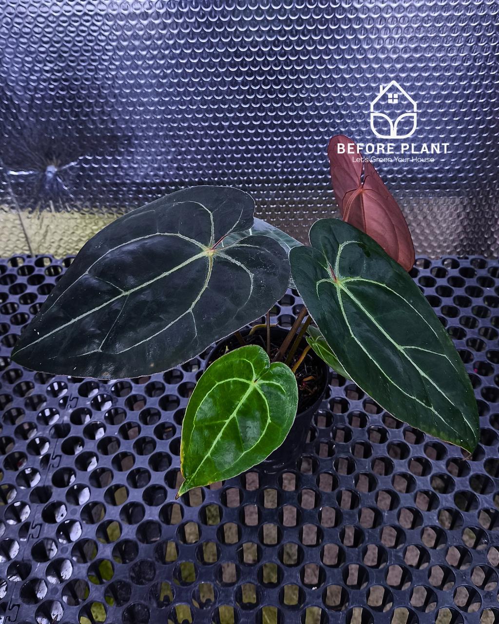 Anthurium Black Venom