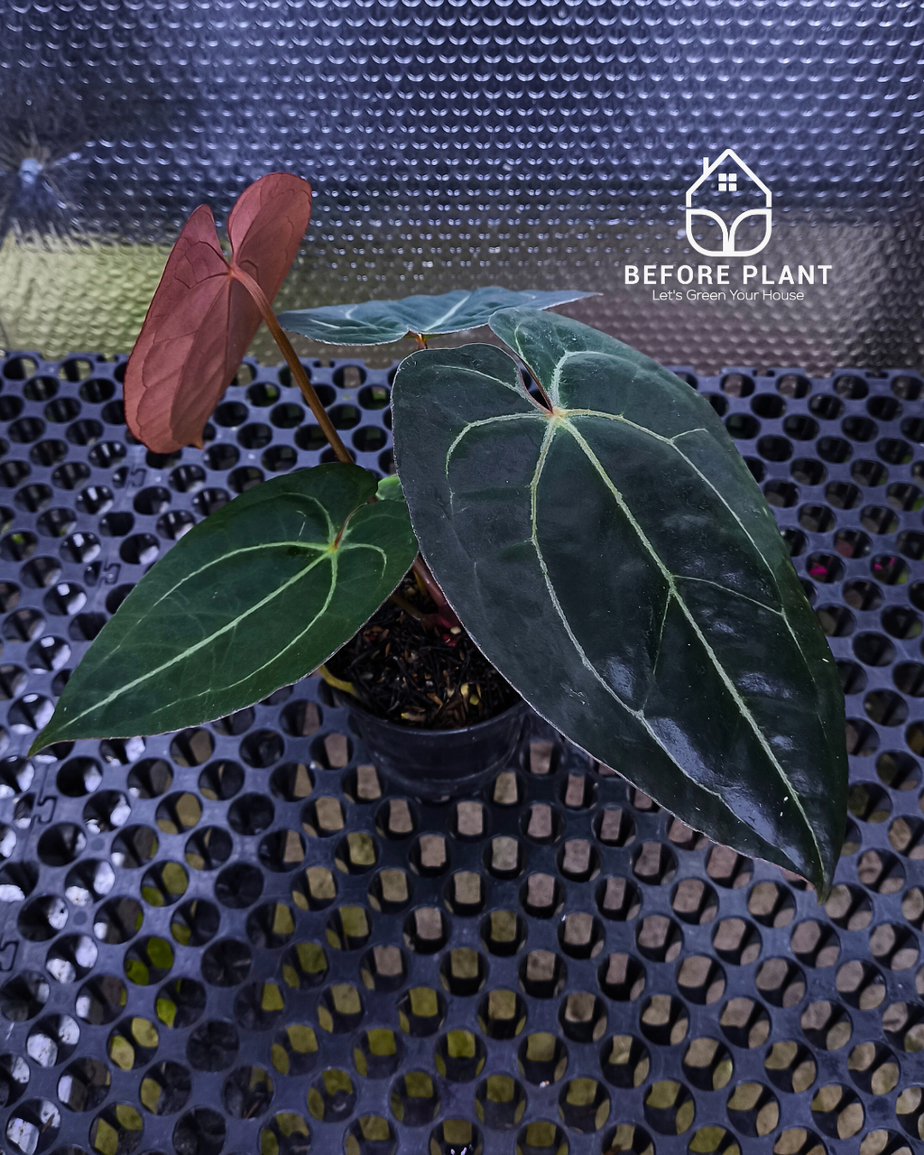 Anthurium Black Venom