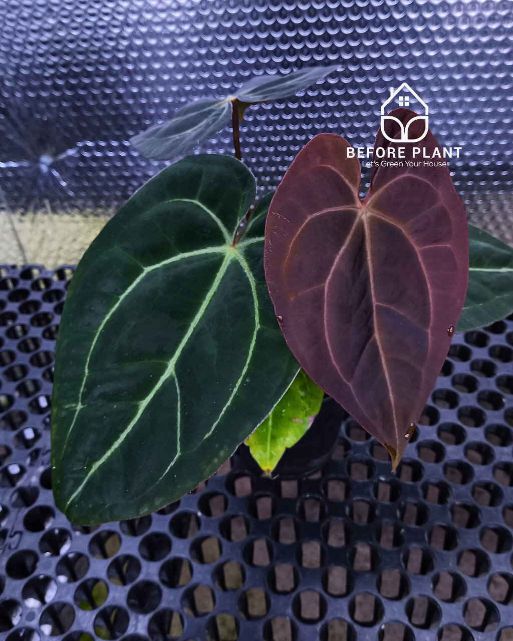 Anthurium Black Venom