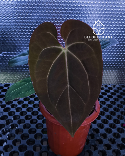 anthurium black dragon price Anthurium Black Venom – Beforeplant