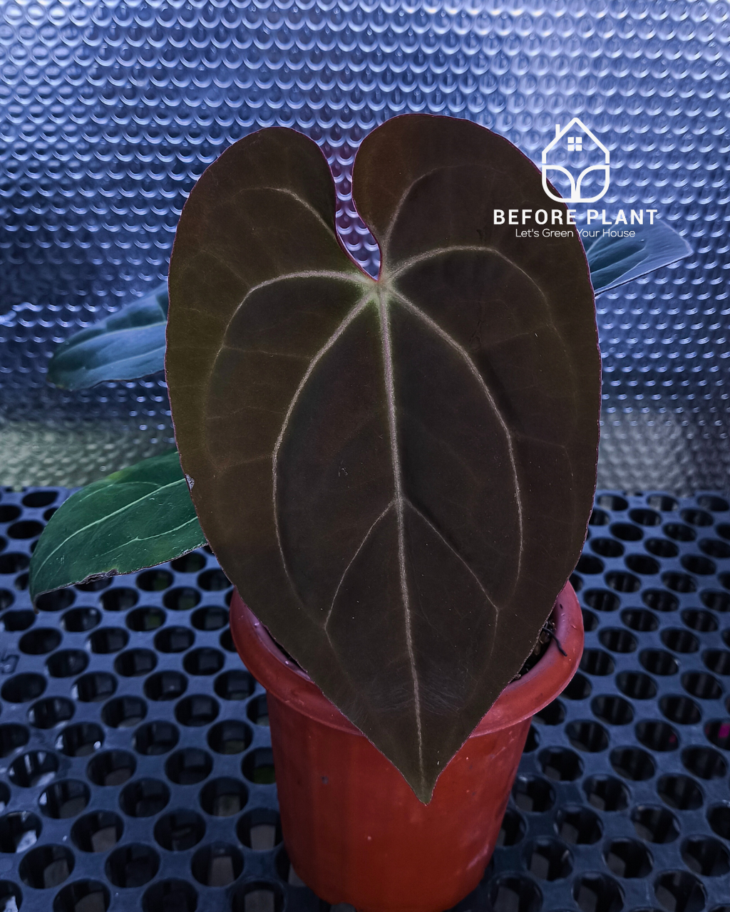 Anthurium Black Venom