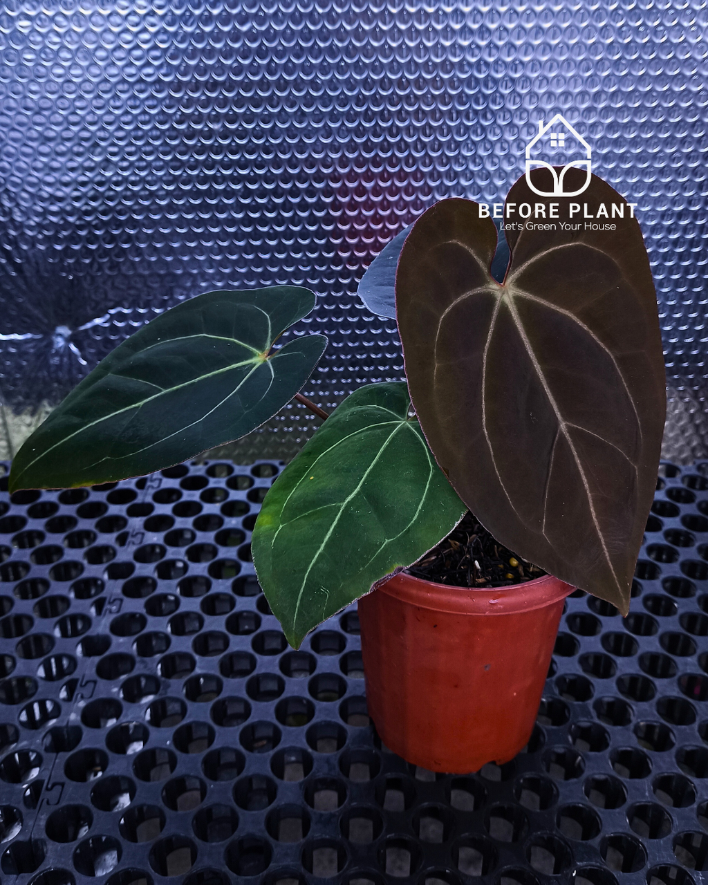 Anthurium Black Venom