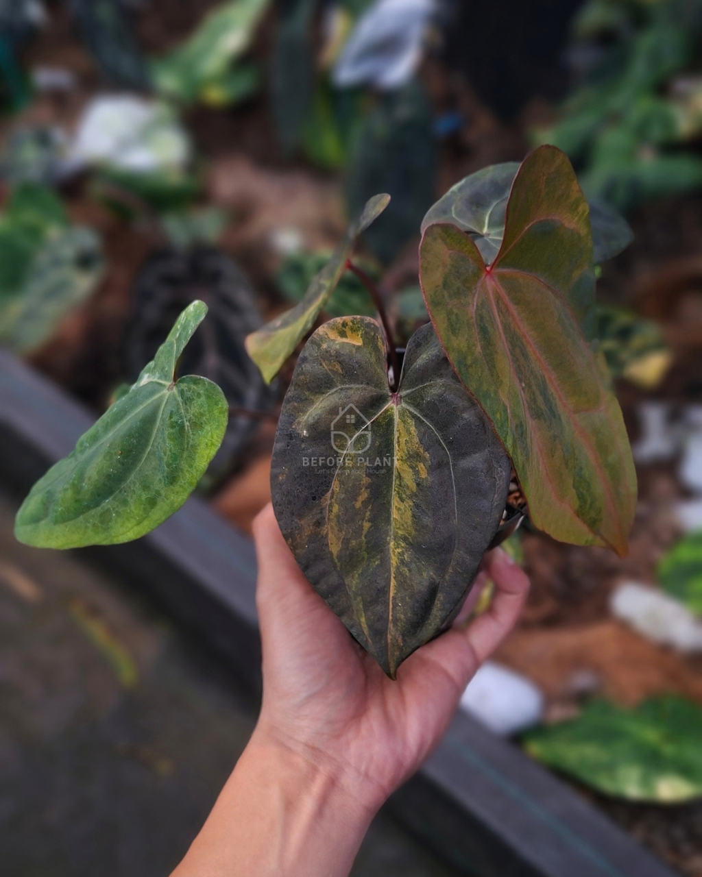 Anthurium Black Venom x Red Veid Dark Phoenix (RVDP)
