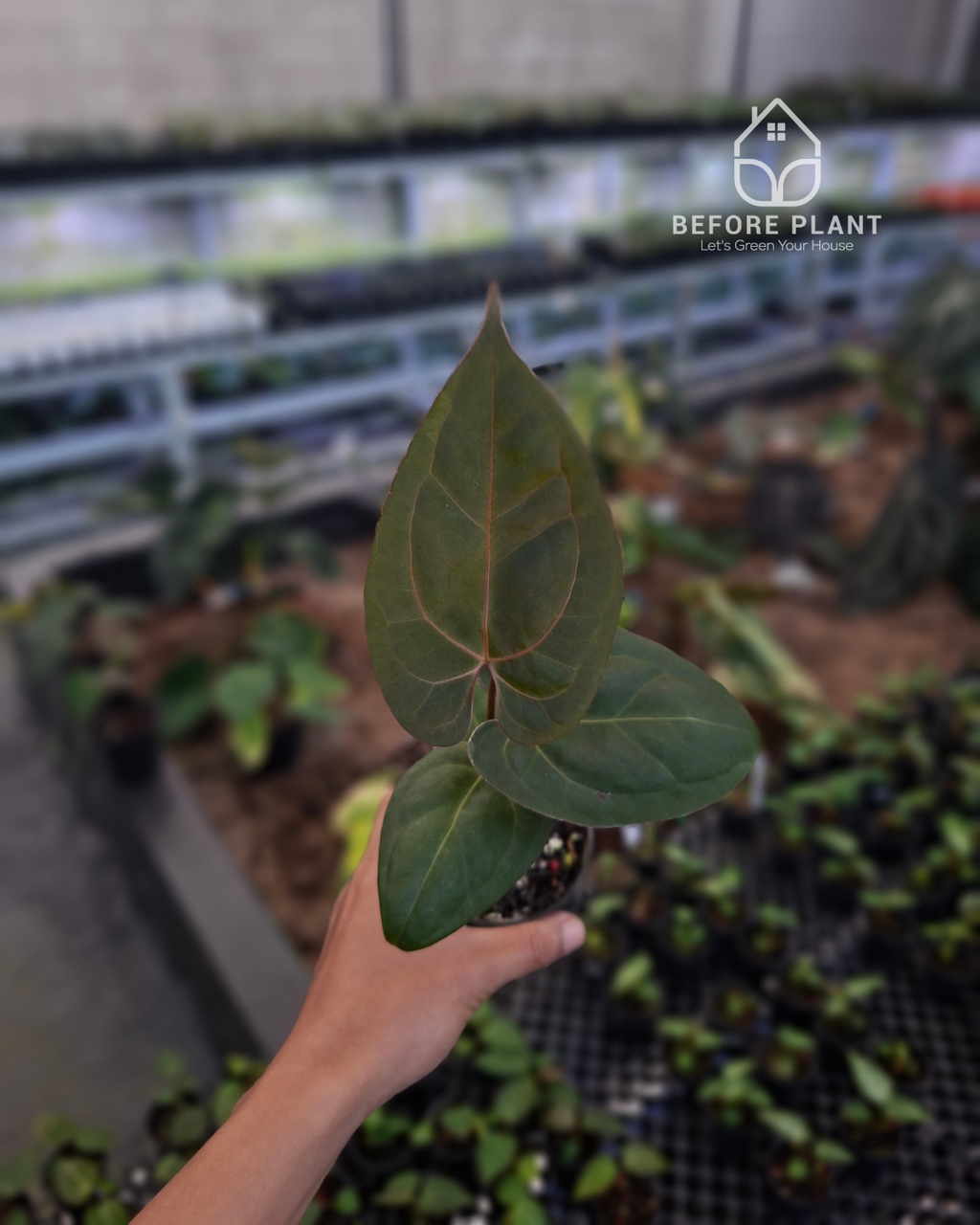 Anthurium Papillilaminum x Indigo