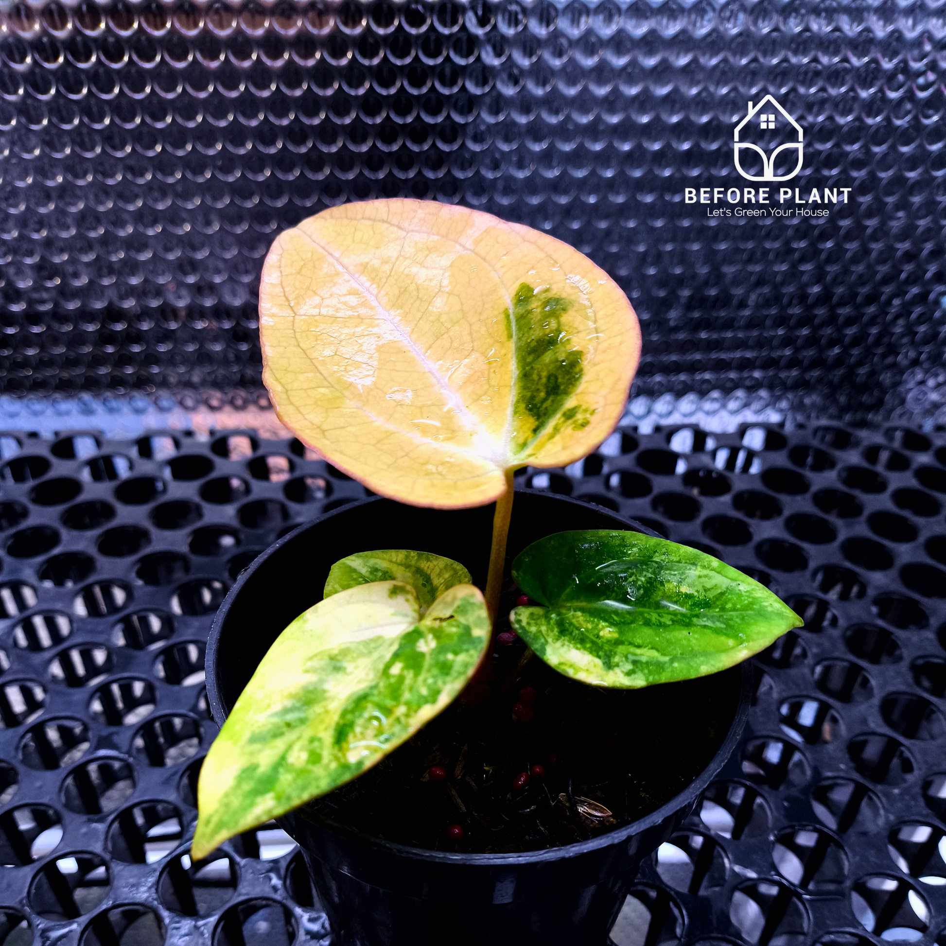 Anthurium Papi Variegated x Carla AU1