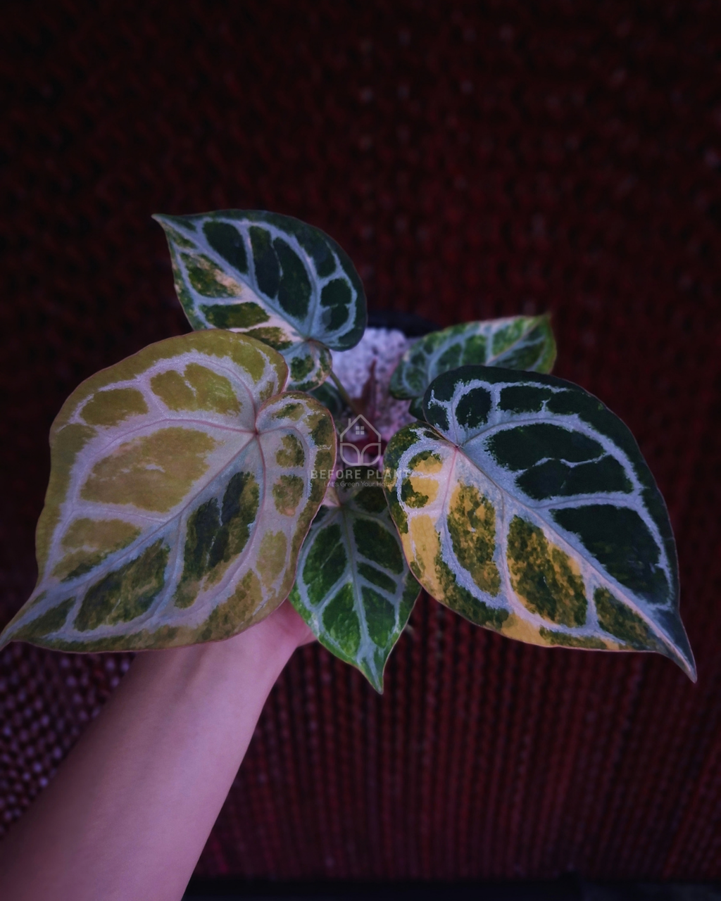 Anthurium Silver Chrome Var x Red Crystal Doc. Block