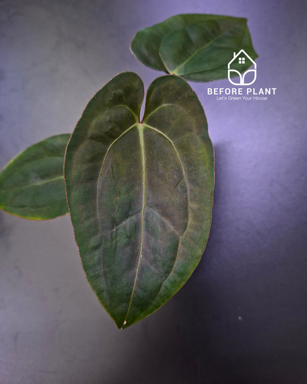 Anthurium Black Venom x Red Vein Dark Phoenix ( RVDP )