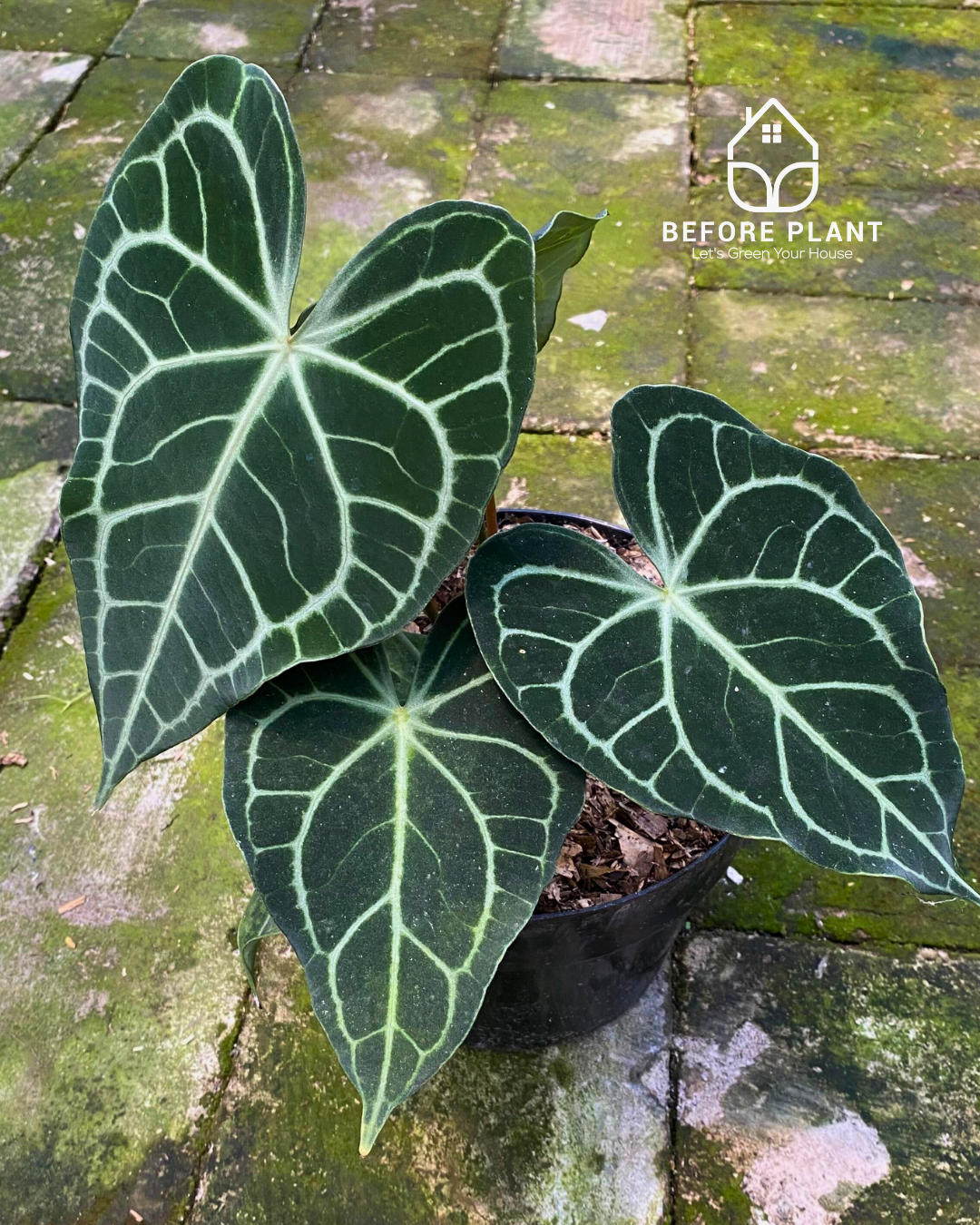 Anthurium Clarinervium