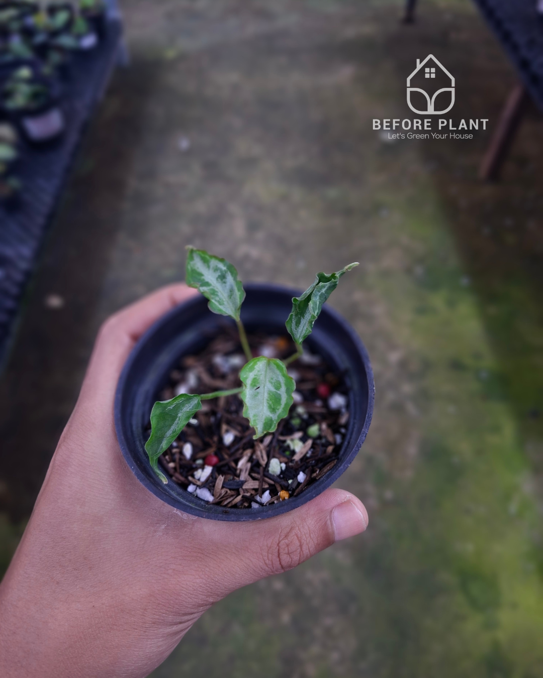 Anthurium Muchlis RC x Muchlis RC