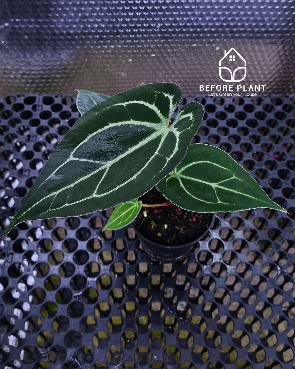 Anthurium Panglima x King Of Spades ( KOS/HU )