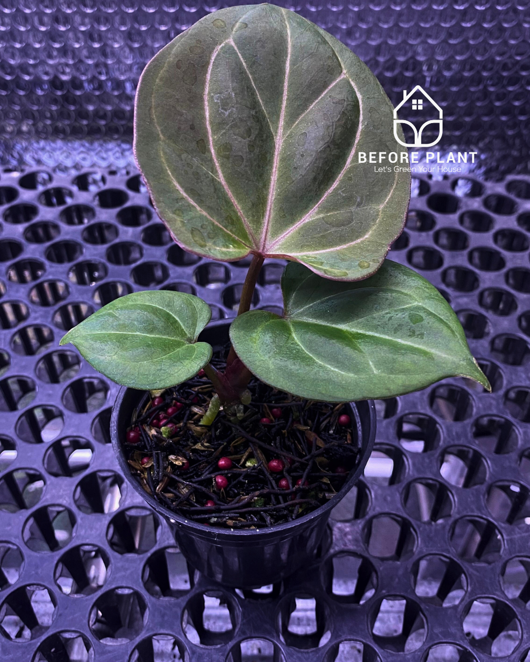 Anthurium King of Spades (HU) Seedling