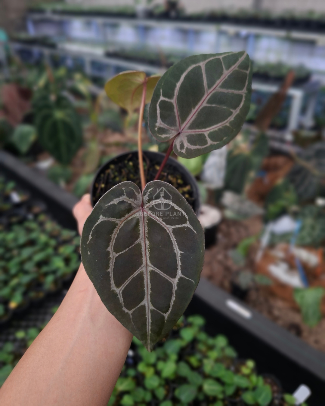 Anthurium Michelle X Indigo