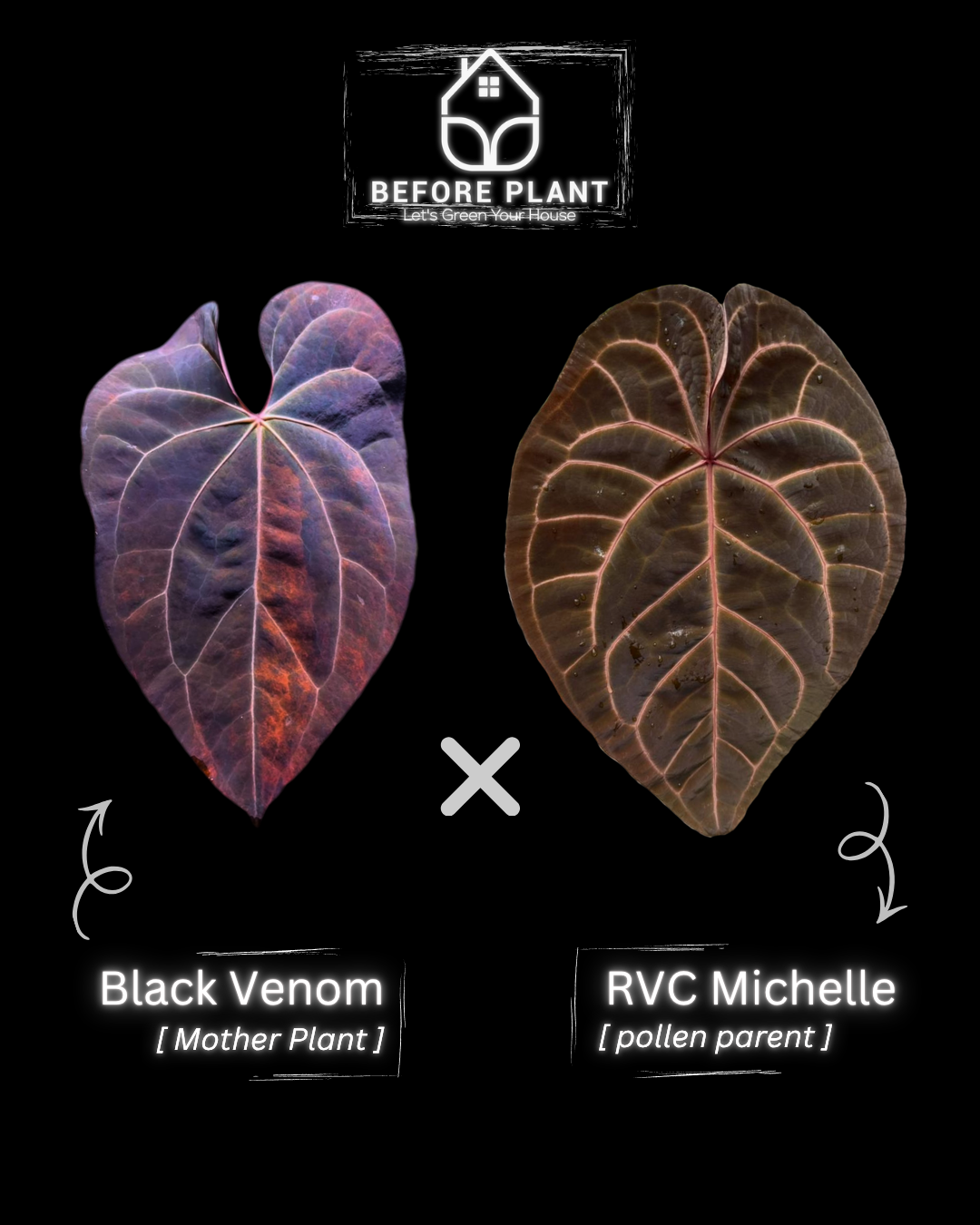Anthurium Black Venom x RVC Michelle